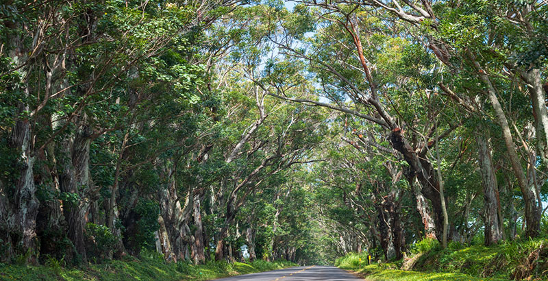 Kauai tree tunnel clean up 