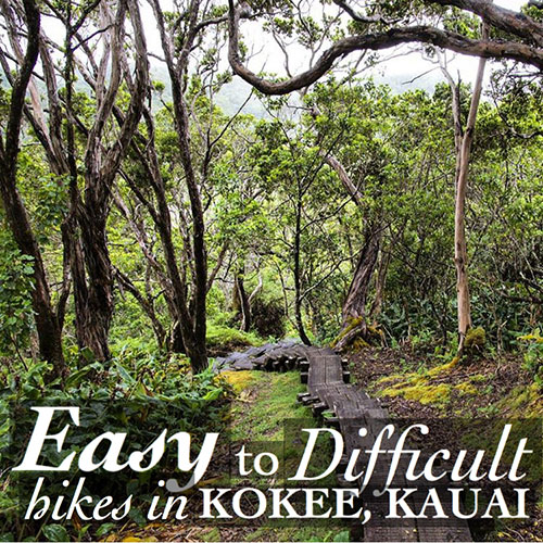 Easy hikes in Kokee Kauai